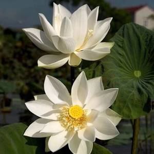 Meet your Posher, Dinh